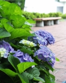 正面玄関の紫陽花